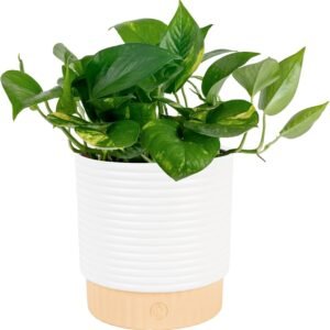 Costa Farms Pothos Live Plant Air Purifier